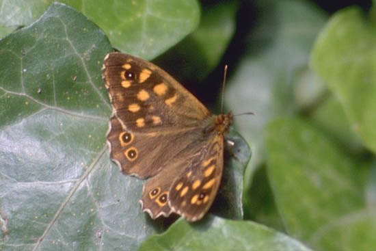 Argynnis paphia - maschio.