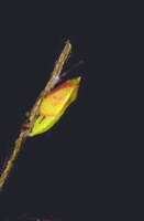 Colias crocea - sfarfallamento.