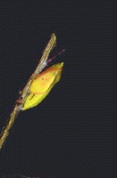 Colias crocea - sfarfallamento.