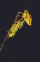 Colias crocea - sfarfallamento.