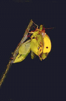 Colias crocea - sfarfallamento.