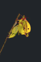 Colias crocea - sfarfallamento.