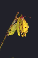 Colias crocea - sfarfallamento.
