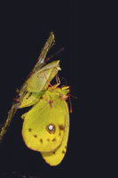 Colias crocea - sfarfallamento.