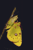 Colias crocea - sfarfallamento.