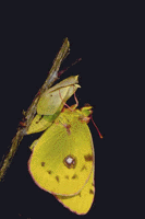 Colias crocea - sfarfallamento.