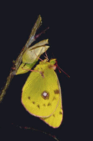 Colias crocea - sfarfallamento.