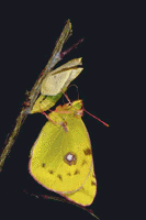 Colias crocea - sfarfallamento.