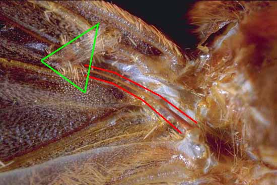 Phragmatobia fuliginosa - jugum.