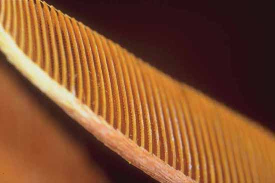Lasiocampa quercus - antenna pettinata, particolare.