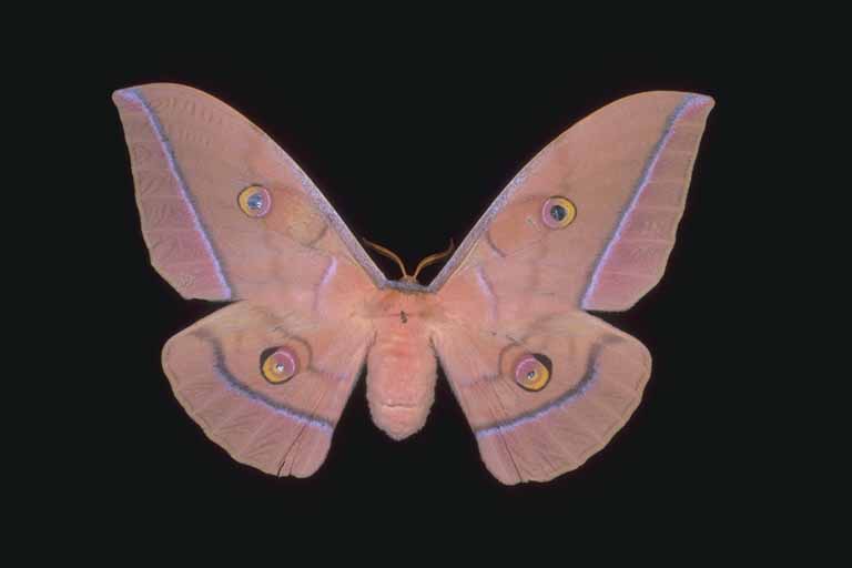 Antheraea yamamai