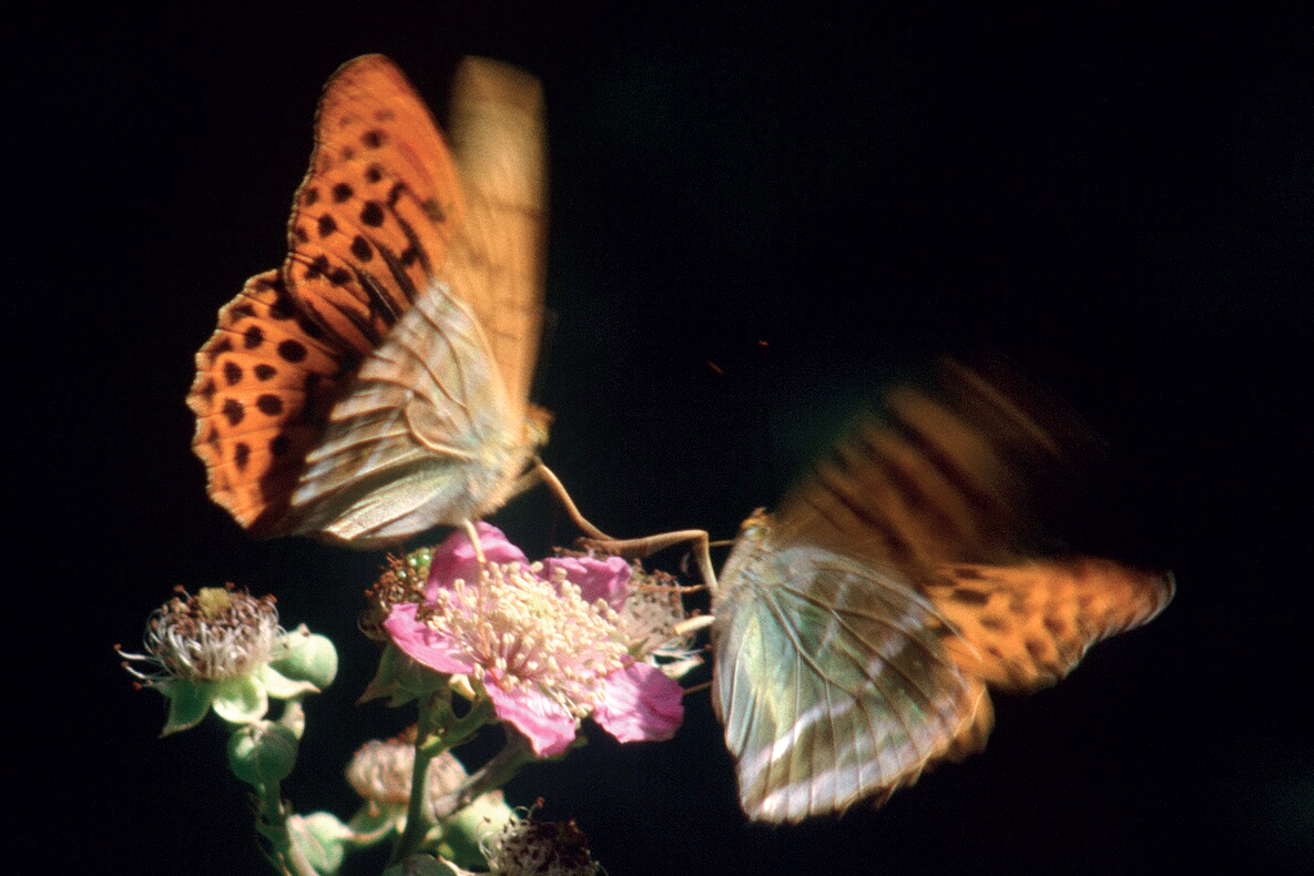 Argynnis paphia - corteggiamento.