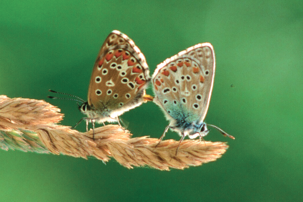 Lysandra bellargus - accoppiamento