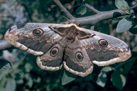 Saturnia pyri - adulto che mostra i grandi ocelli