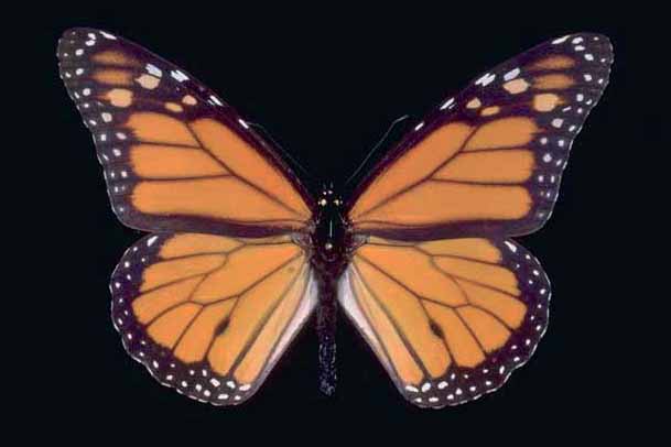 Danaus plexippus - maschio.