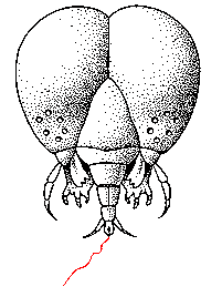Thaumetopoea pityocampa - larva con setole urticanti.