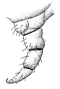 - larva alla schiusa