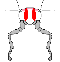 disegno animato che mostra la contrazione di fasce muscolari della farfalla che determinano il movimento delle ali e permettono il volo.