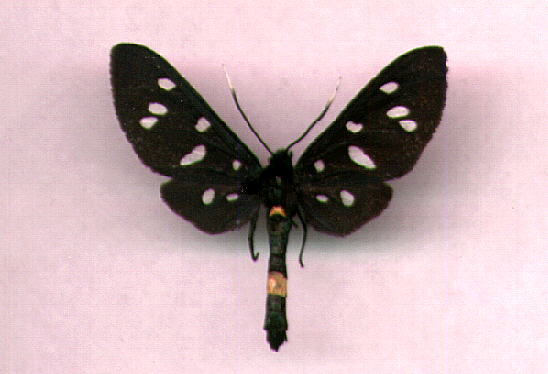 Synthomis phegea