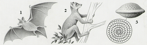 lpaleo.GIF (42466 byte)