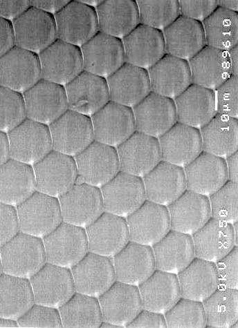 Lasiocampa quercus - antenna pettinata, particolare.